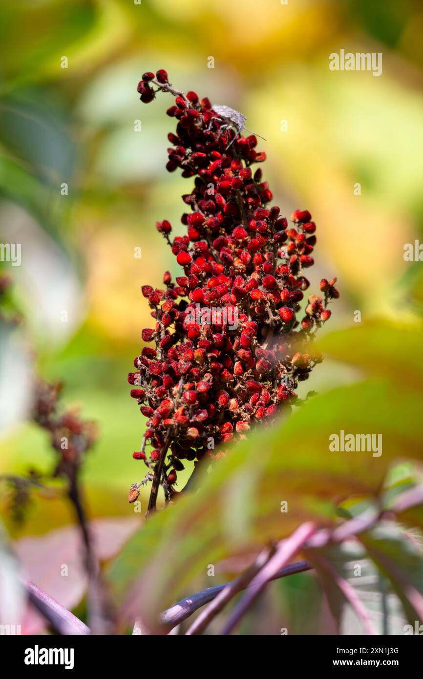 Eine Gruppe roter Sumakbeeren in Wisconsin im Herbst. Stockfoto