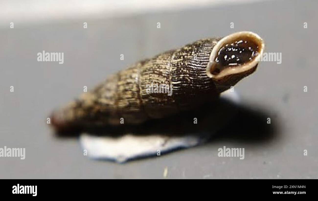 Gemeine Türschnecke (Clausilia bidentata) Mollusca Stockfoto