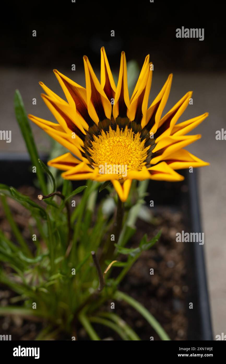 Gazania 'große Kuss gelbe Flamme' Blume in einem Topf. Stockfoto