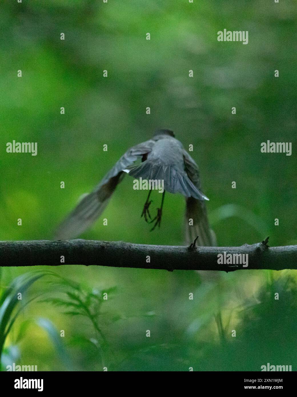 Ein rotkehlchen fliegt von dem Zweig weg, auf dem er im Wald saß. Es ist Sommer und alles ist grün. Stockfoto
