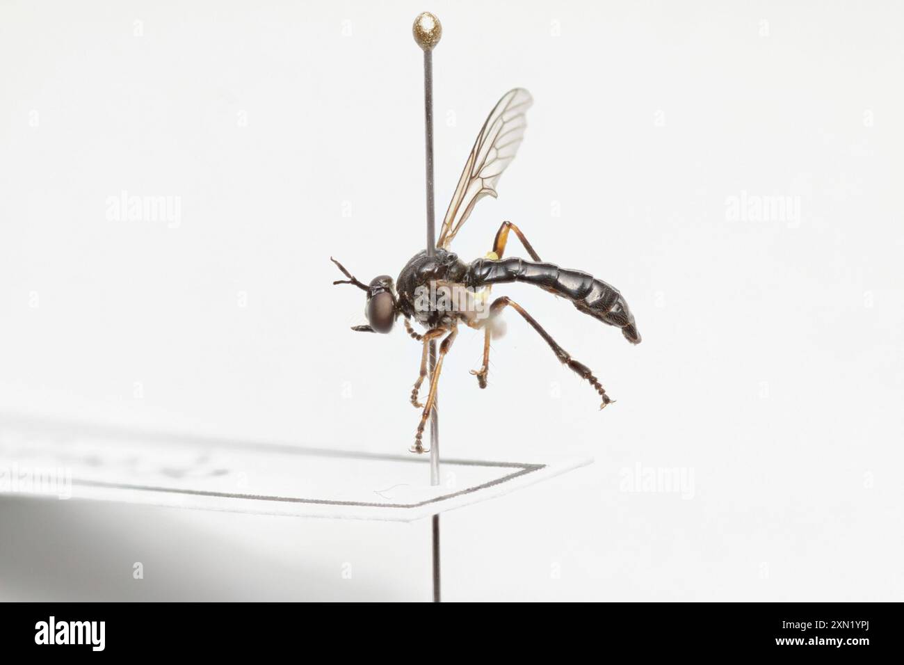 Streifenbeinige Räuberfliege (Dioctria hyalipennis) Insecta Stockfoto