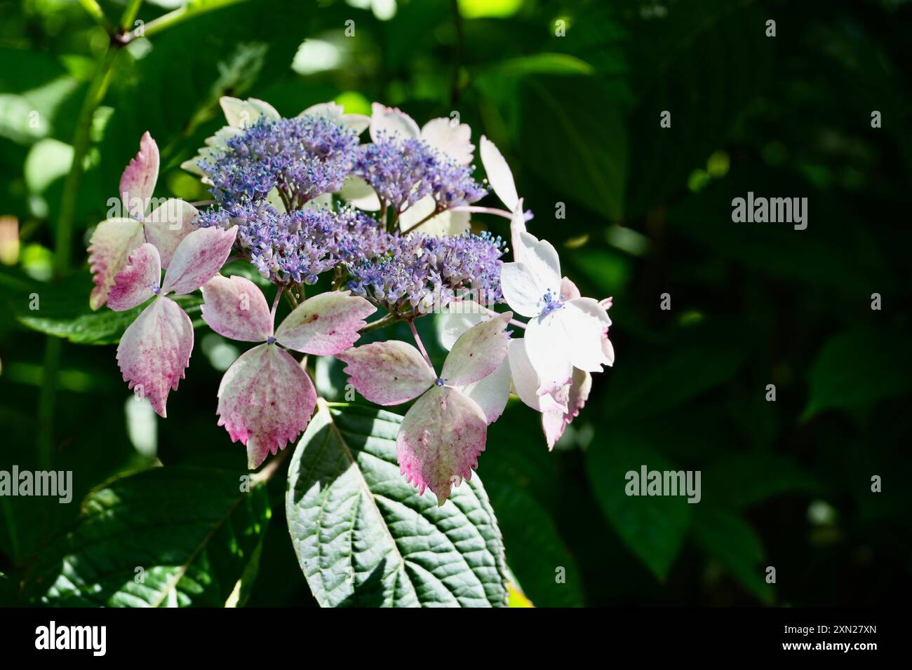 Wunderschöne rosa und violette Hortensie Macrophylla Blume in der Sonne. Stockfoto