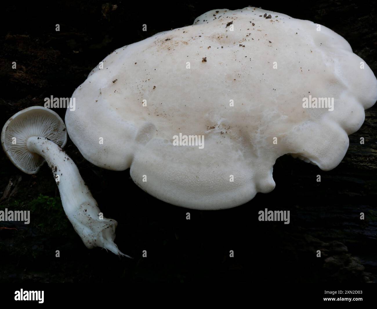 Buchenpilze (Hypsizygus tessulatus) Stockfoto