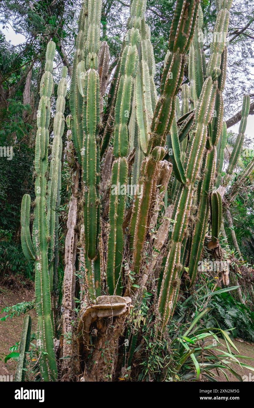 Ein großer Kakteen im Botanischen Garten Jardim in São Paulo, Brasilien. Stockfoto