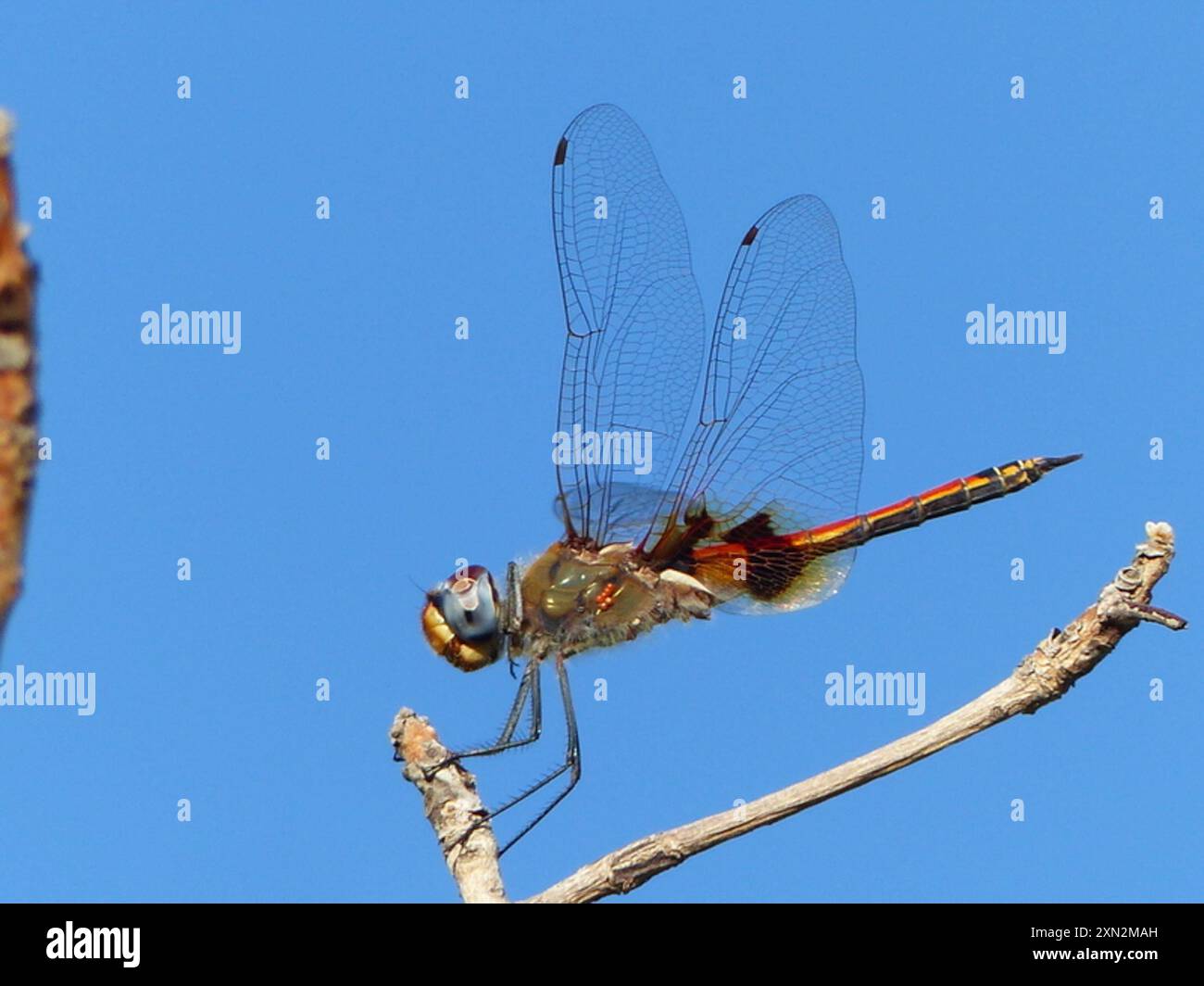 Keyhole Glider (Tramea basilaris) Insecta Stockfoto