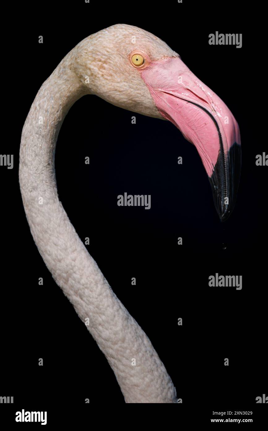 Großer Flamingo (Phoenicopterus roseus) Nahporträt am 11. Juli 2024 im Vogelpark Pont de Gau, Camargue, Frankreich. Stockfoto
