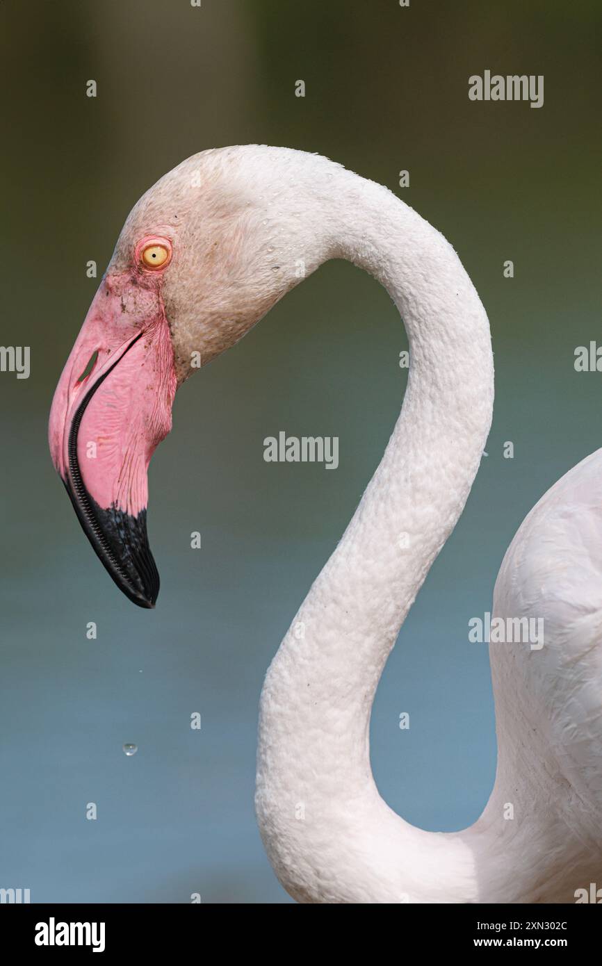 Großer Flamingo (Phoenicopterus roseus) Nahporträt am 11. Juli 2024 im Vogelpark Pont de Gau, Camargue, Frankreich. Stockfoto