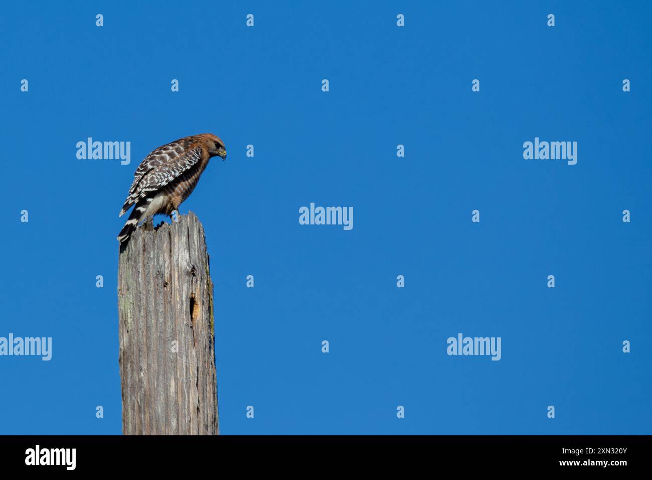 Red-Tail Hawk im Golden Gate Park, San Francisco. Isst Nagetiere, Vögel. Fotografiert in einem natürlichen Lebensraum. Stockfoto