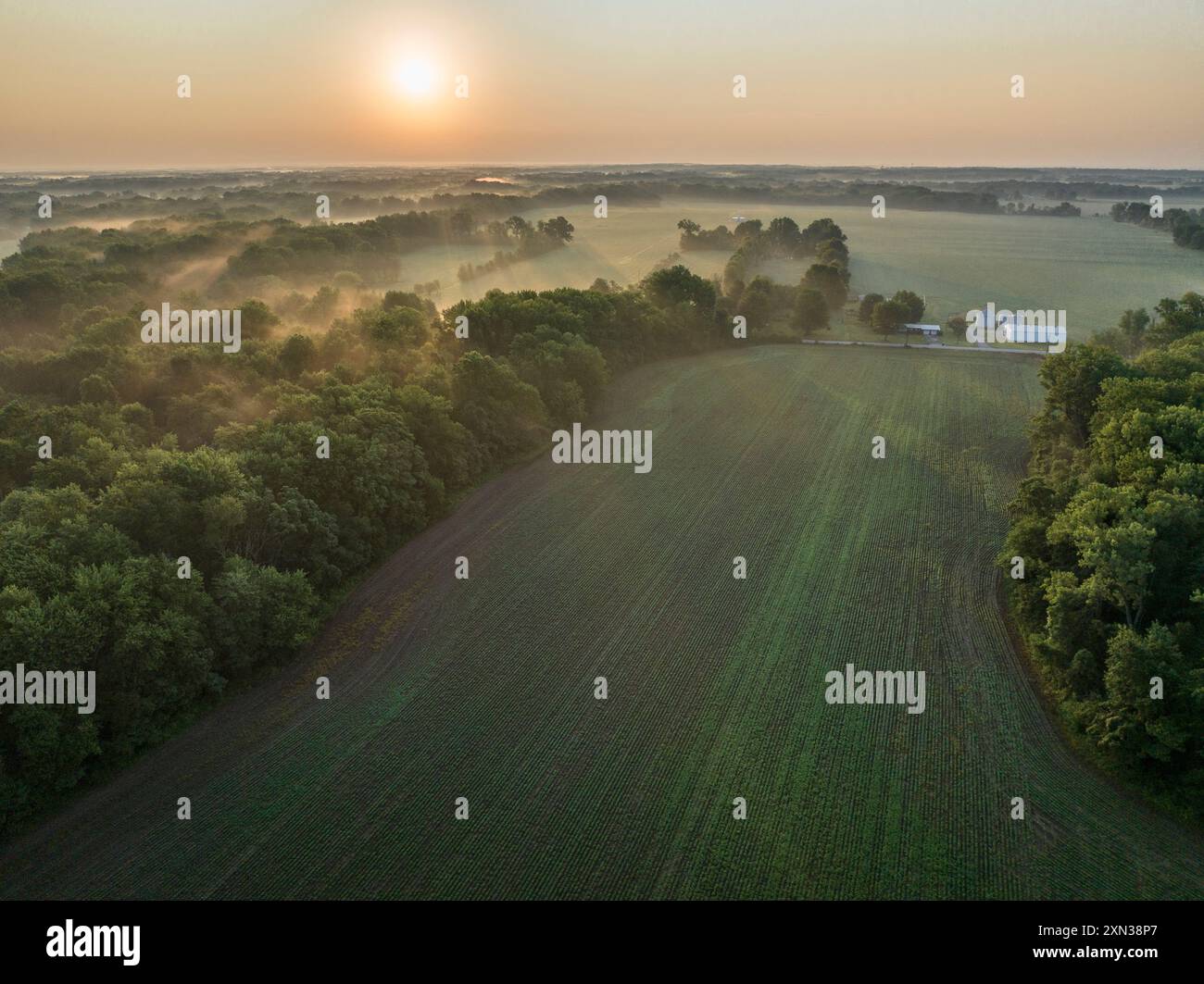 Luftaufnahme eines Sojabohnenfeldes auf einer Farm in Indiana bei Sonnenaufgang Stockfoto