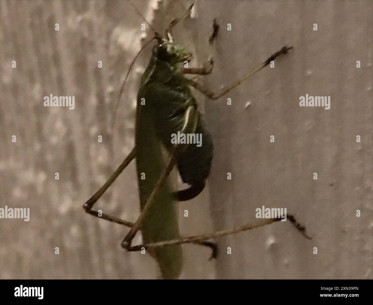 Gabelschwanzbusch Katydid (Scudderia furcata) Insecta Stockfoto