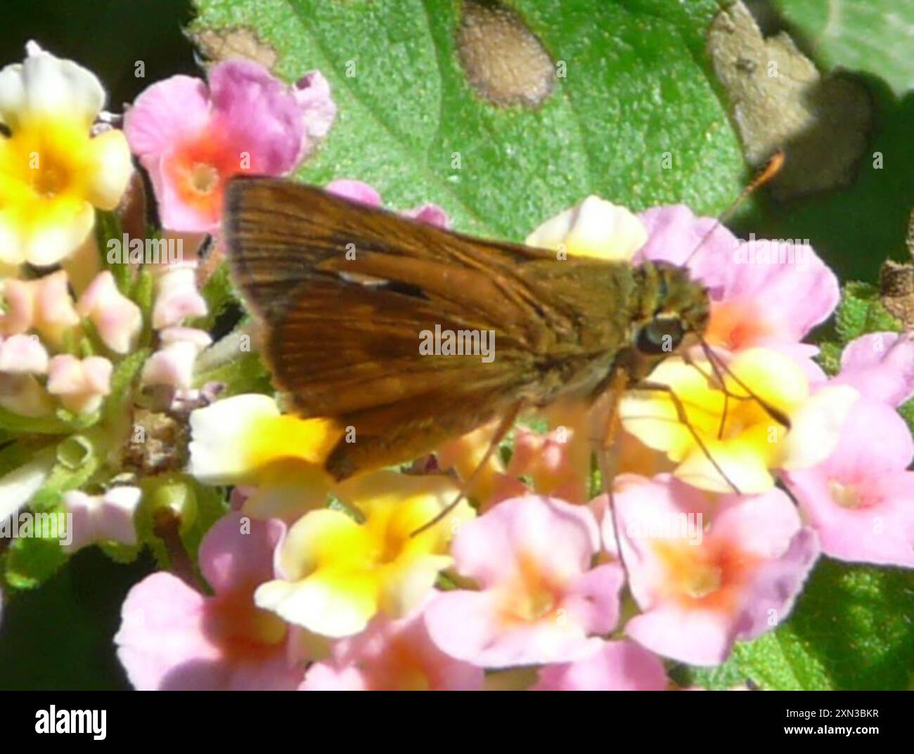 Southern Broken Dash (Polites otho) Insecta Stockfoto