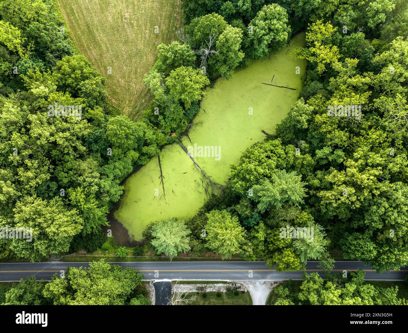 Duckweed erstickt einen kleinen Teich im Mittleren Westen der USA Stockfoto