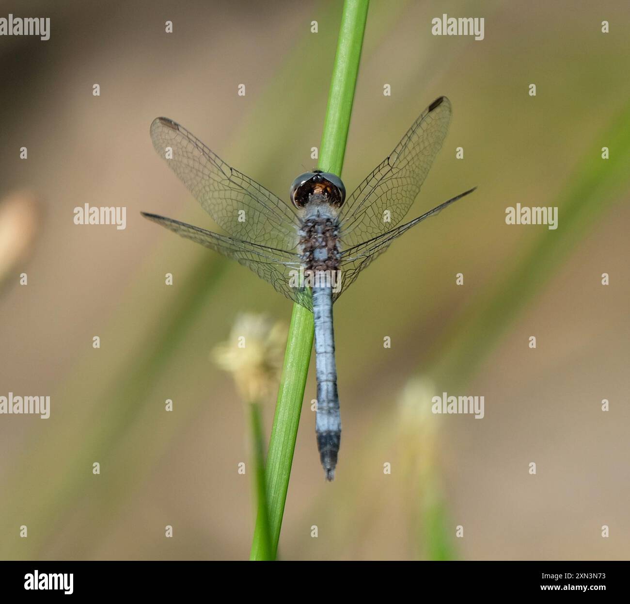 Little Blue Dragonlet (Erythrodiplax minuscula) Insecta Stockfoto