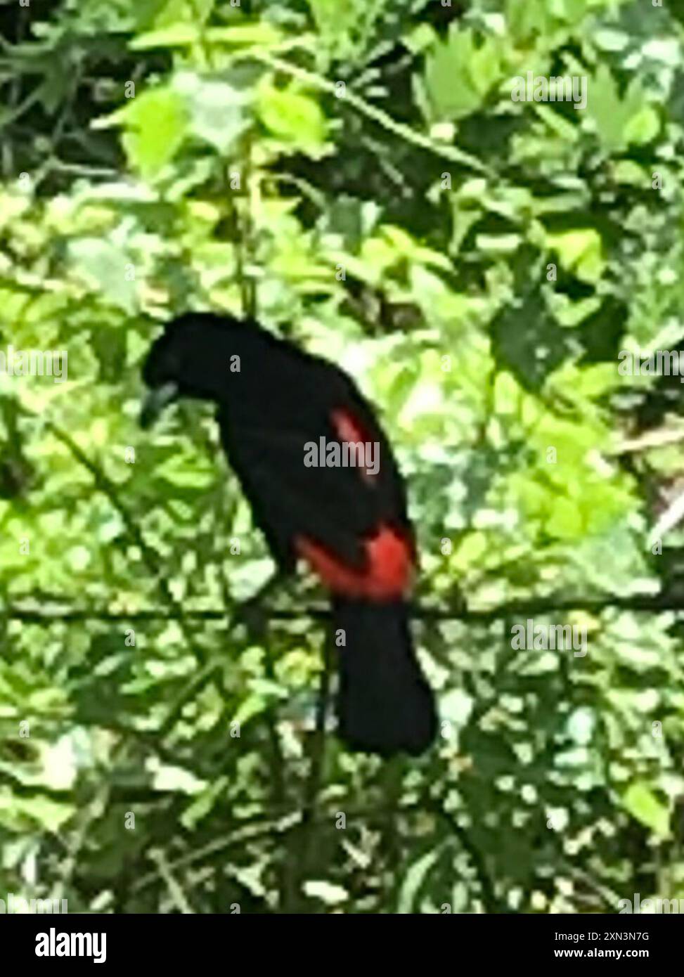 Cherrie's Tanager (Ramphocelus passerinii costaricensis) Aves Stockfoto