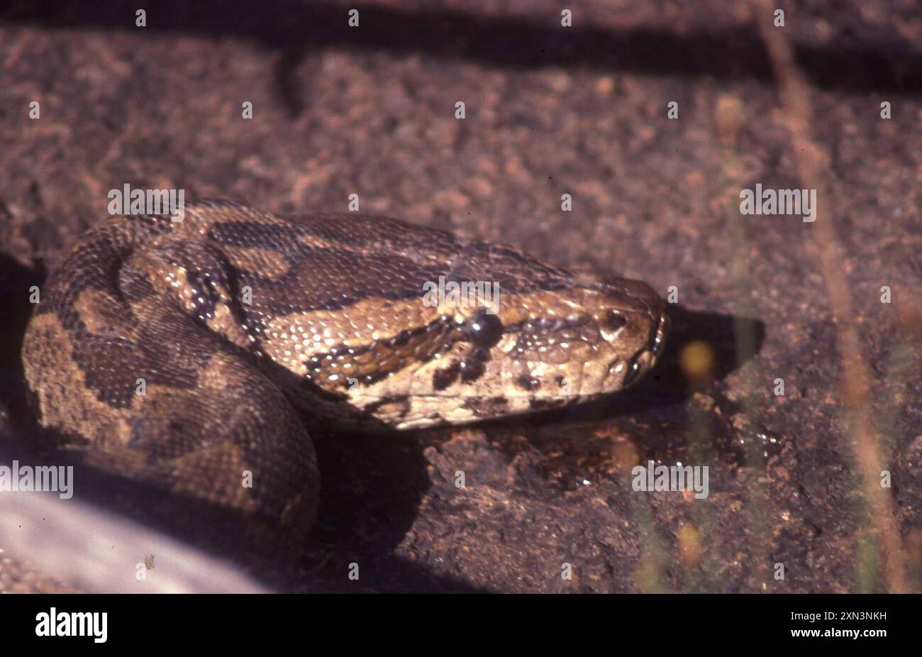 Südafrikanische Python (Python natalensis) Reptilia Stockfoto