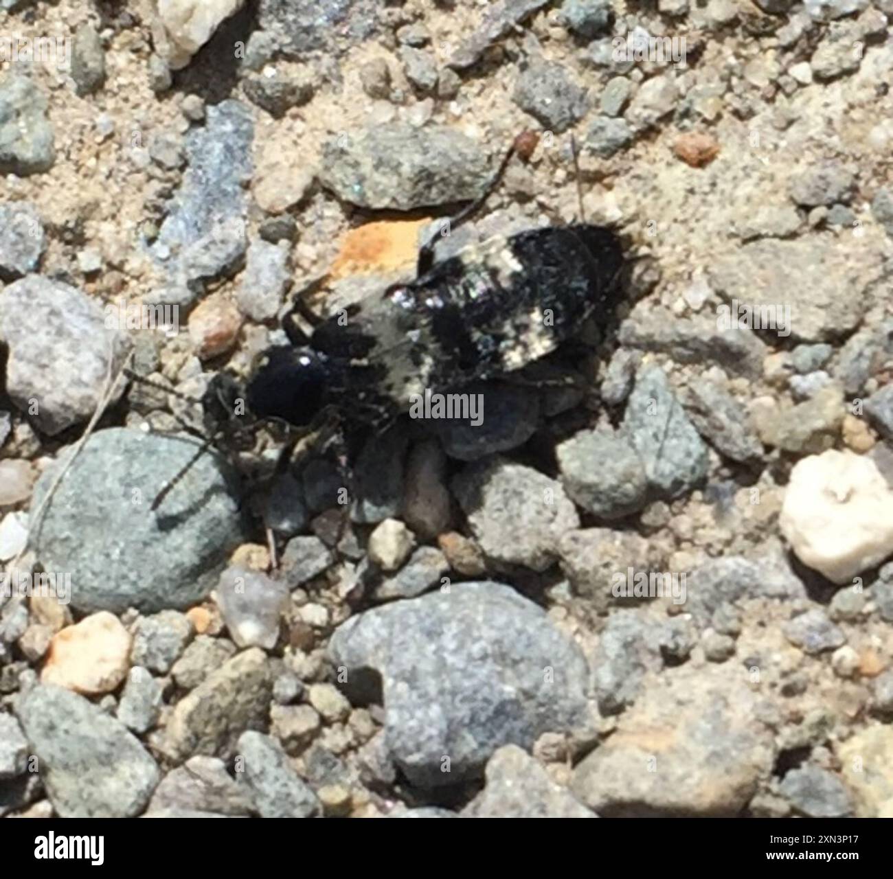 Haariger Rovenkäfer (Creophilus maxillosus) Insecta Stockfoto