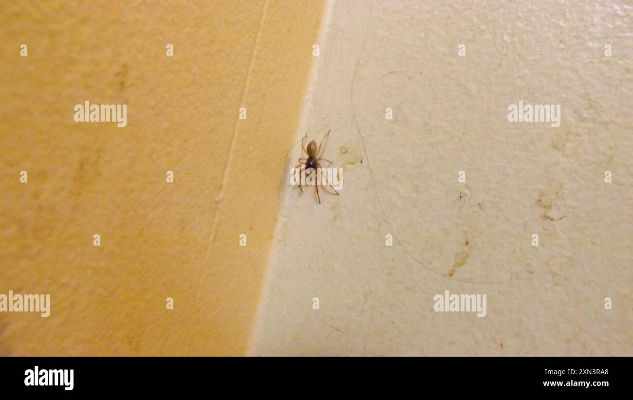 Breitgesäumte SAC-Spinne (Trachelas tranquillus) Arachnida Stockfoto