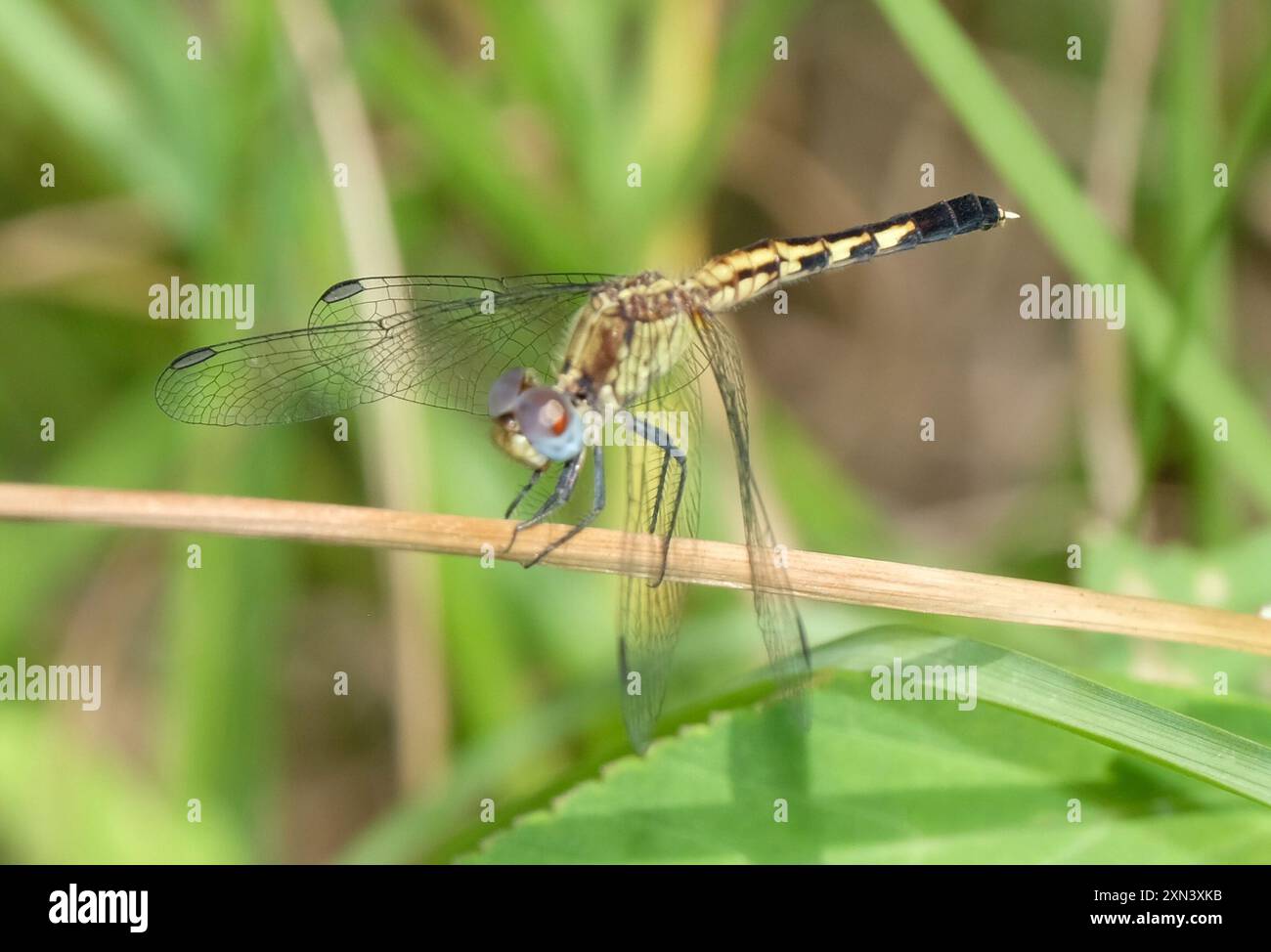 Little Blue Dragonlet (Erythrodiplax minuscula) Insecta Stockfoto