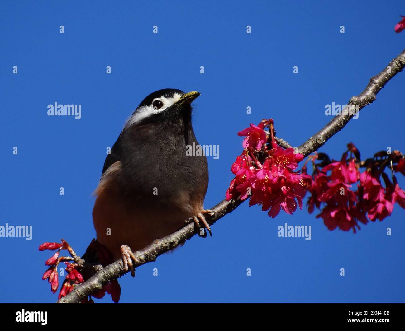 Weißohr Sibia (Heterophasia auricularis) Aves Stockfoto