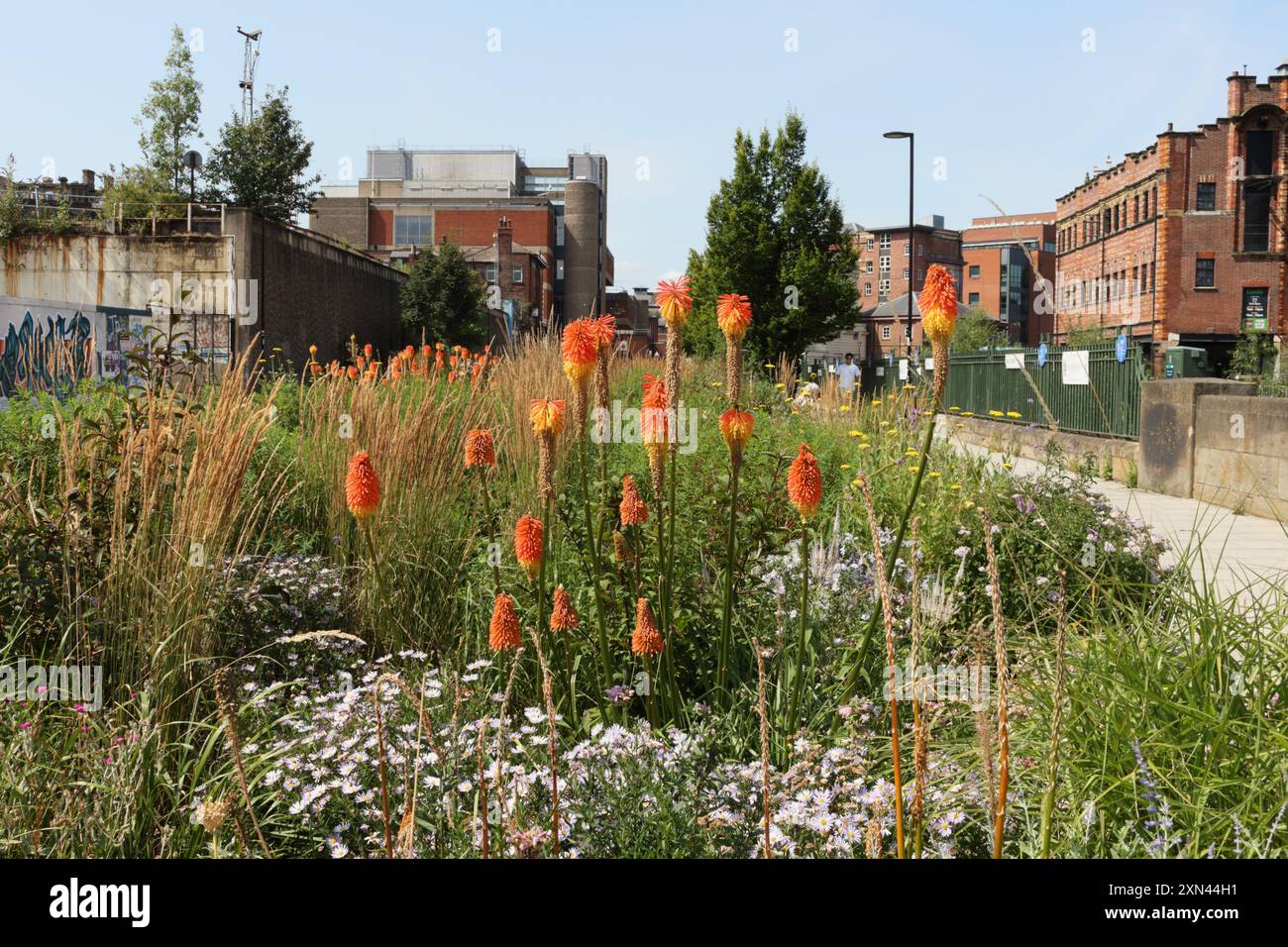 Red Hot Poker Flowers Kniphofia in Blüte, Grau bis Grün Park im Stadtzentrum von Castlegate Sheffield England, Großbritannien, innerstädtische Biodiversitätspflanzen Stockfoto