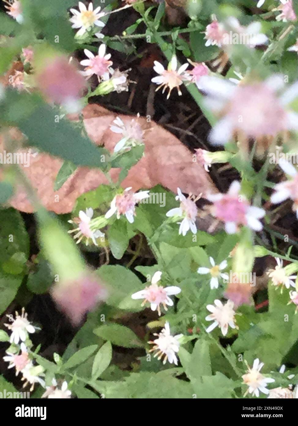 calico Aster (Symphyotrichum lateriflorum) Plantae Stockfoto