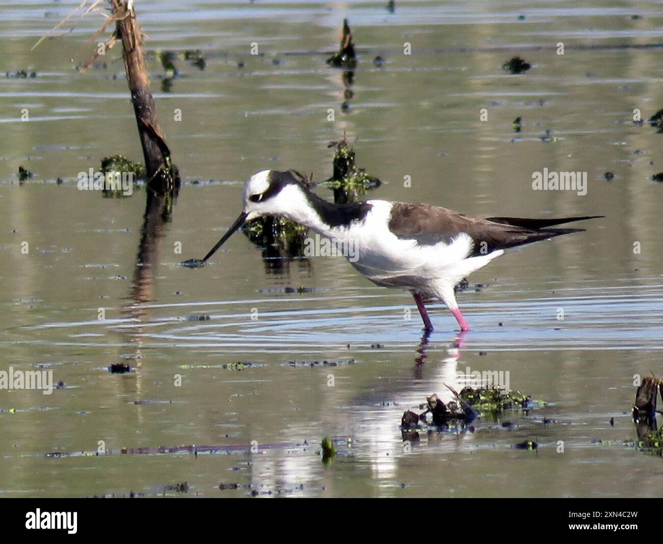 Weissrückenpfahl (Himantopus mexicanus melanurus) Aves Stockfoto