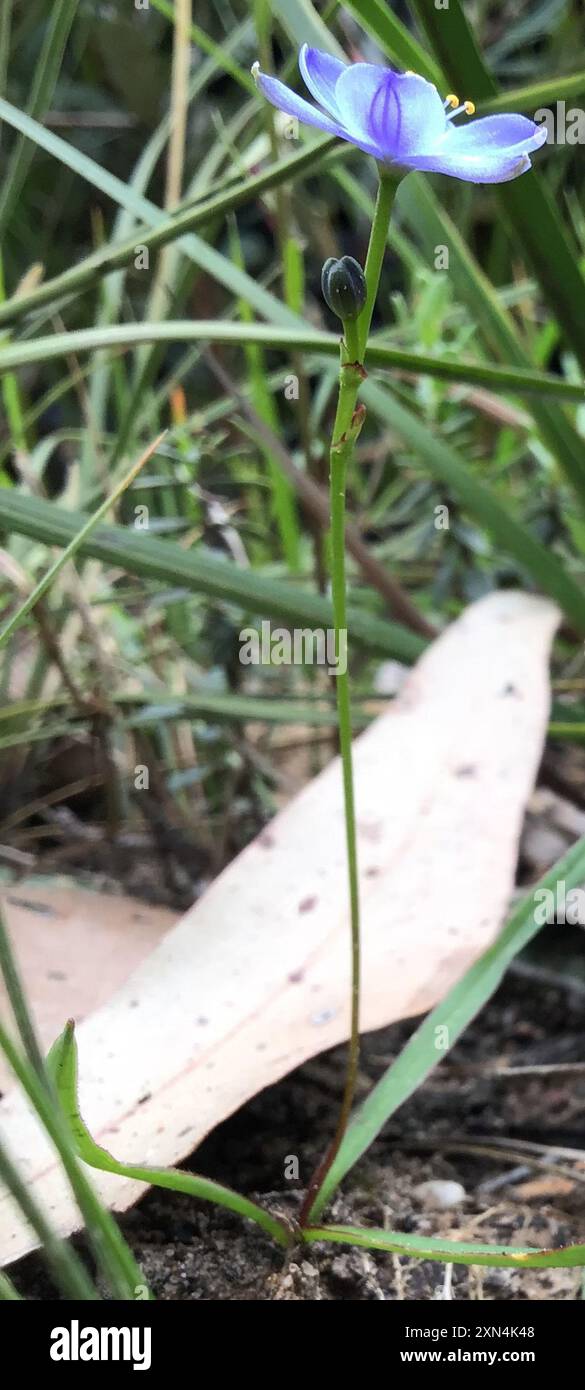 Blaue Sterne (Chamaescilla corymbosa) Plantae Stockfoto