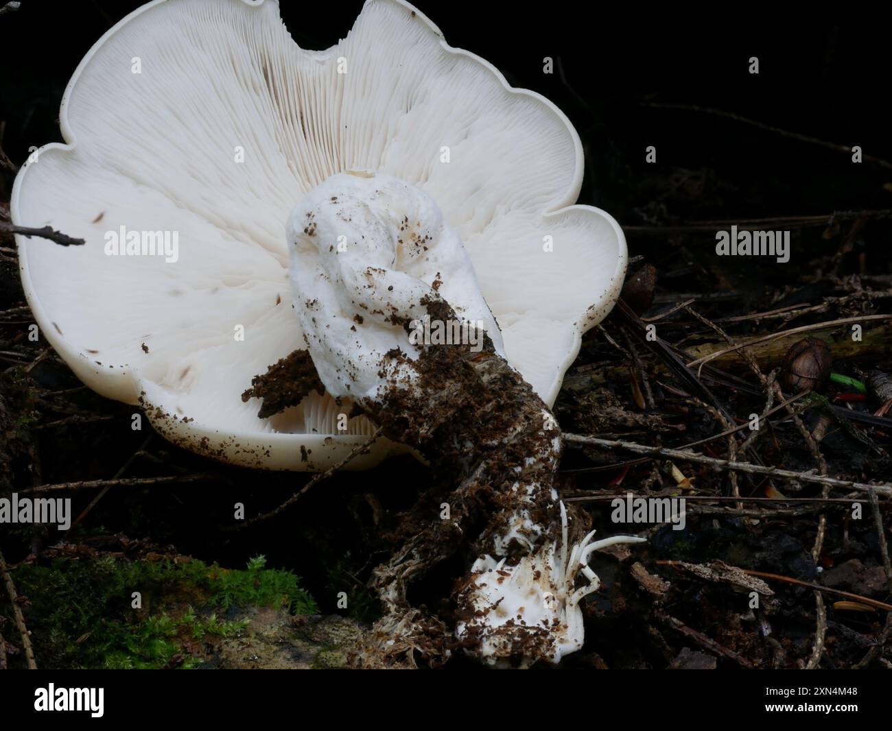 Buchenpilze (Hypsizygus tessulatus) Stockfoto