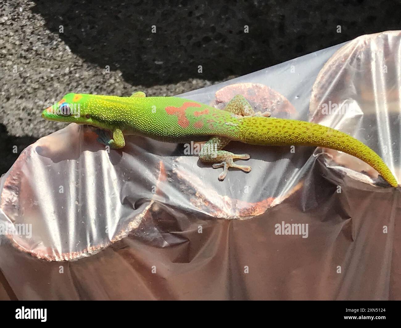 (Phelsuma laticauda laticauda) Reptilia Stockfoto