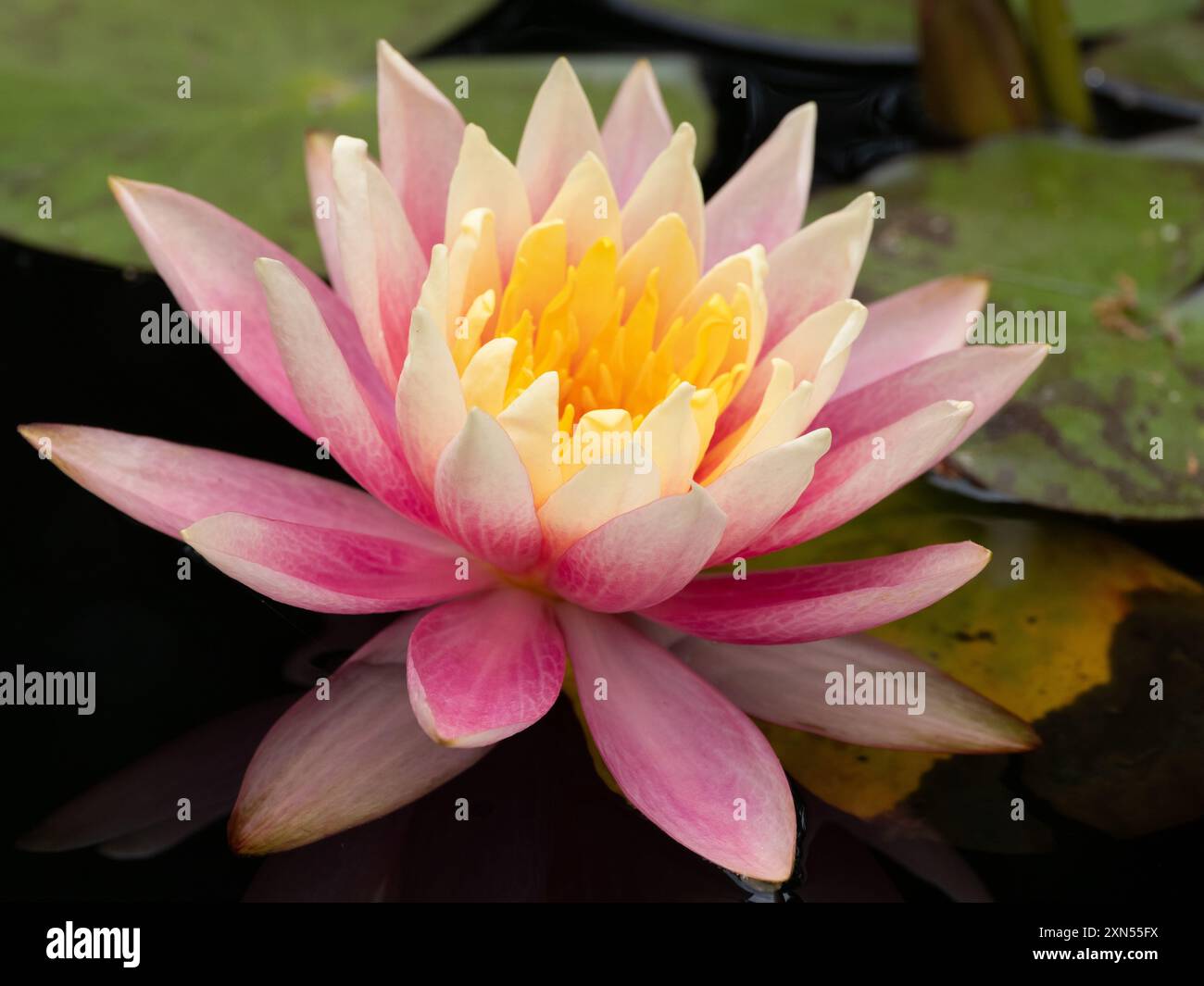 Nahaufnahme einer rosafarbenen und goldenen Seerosenblume in Augenhöhe, fotografiert mit geringer Tiefe in den Sarah P. Duke Gardens in Durham, North CA Stockfoto