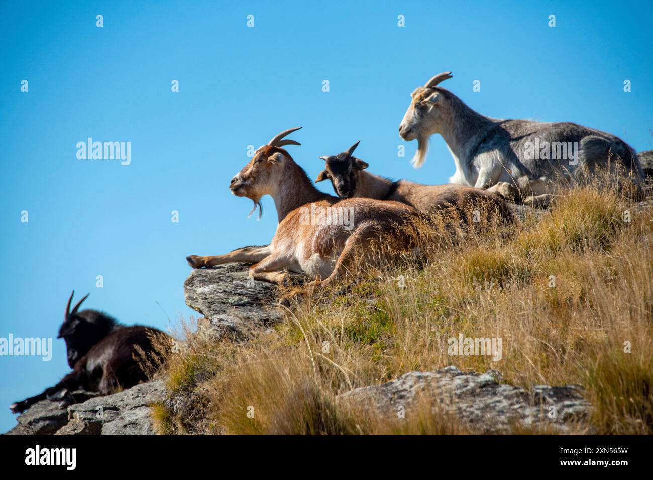 Ziegen in Deer Park Heights - Queenstown - Neuseeland Stockfoto