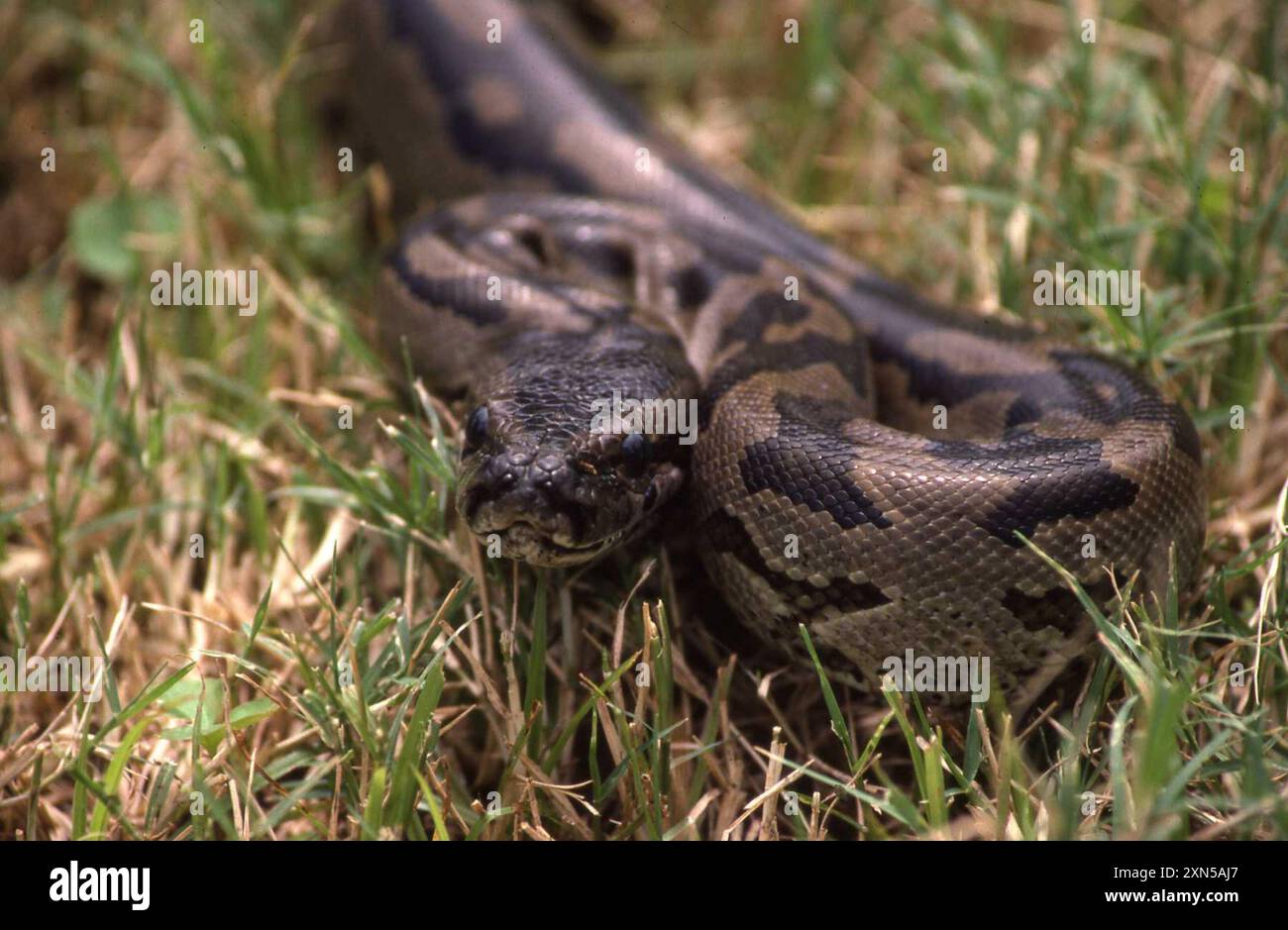 Südafrikanische Python (Python natalensis) Reptilia Stockfoto