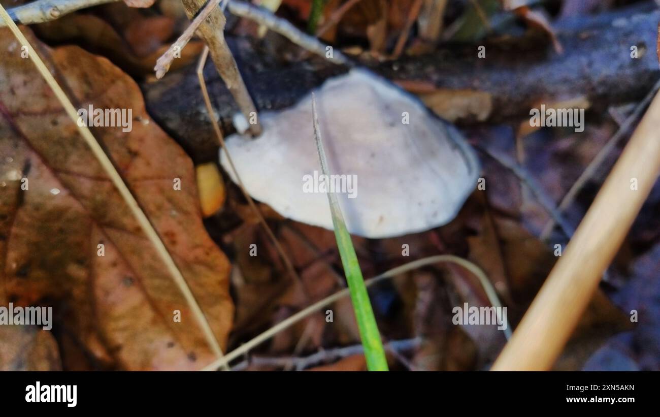 Pilze aus Polyporen (Tyromyces chioneus) des Weißkäses Stockfoto