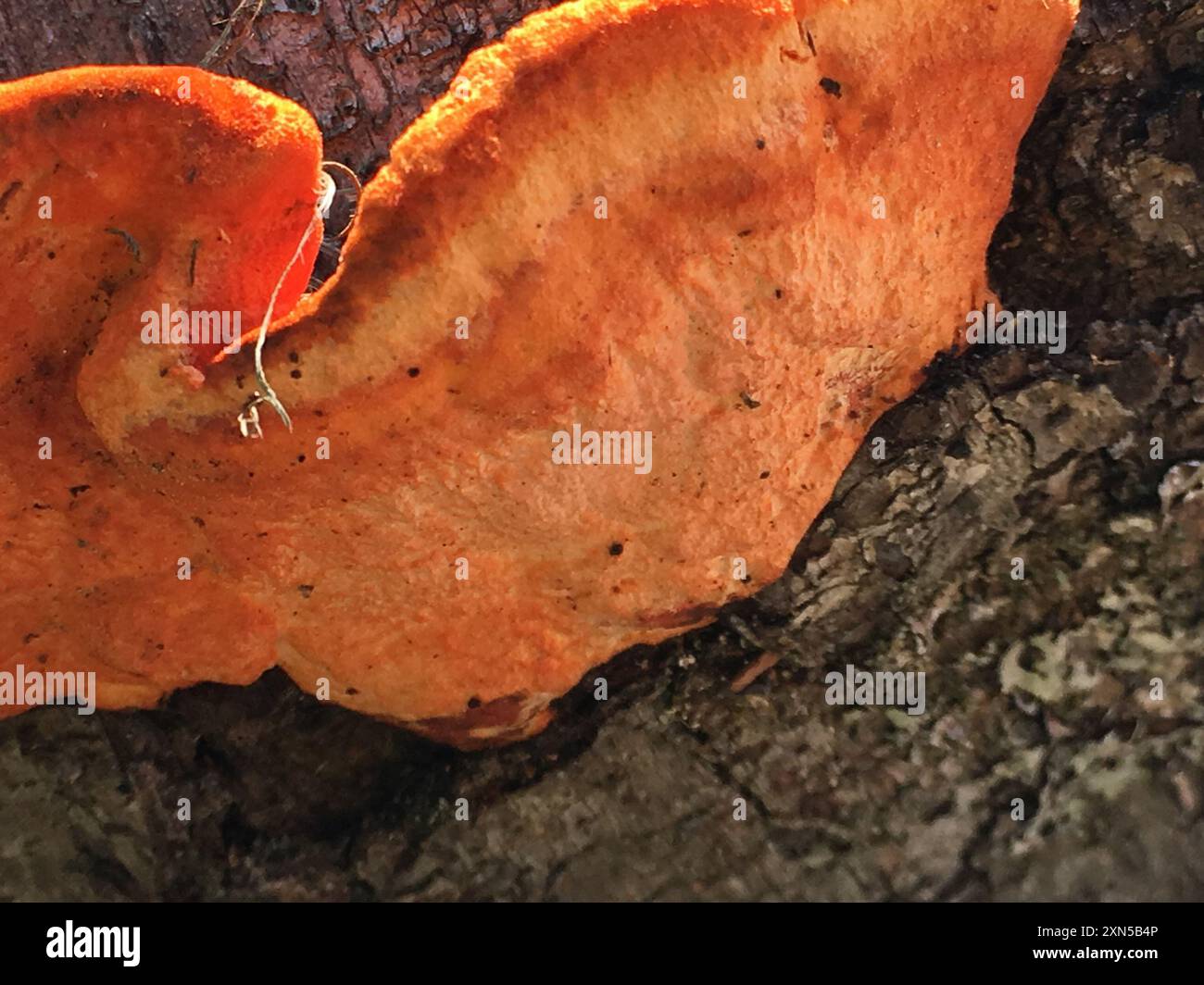 Nördliche Zinnoberpolypore (Trametes cinnabarina) Pilze Stockfoto