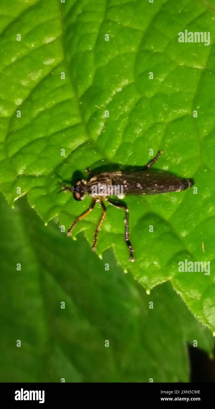 Streifenbeinige Räuberfliege (Dioctria hyalipennis) Insecta Stockfoto