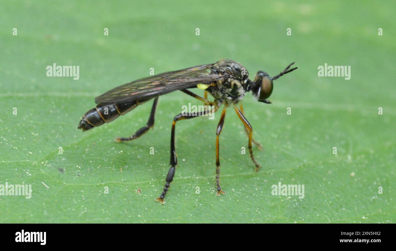 Streifenbeinige Räuberfliege (Dioctria hyalipennis) Insecta Stockfoto