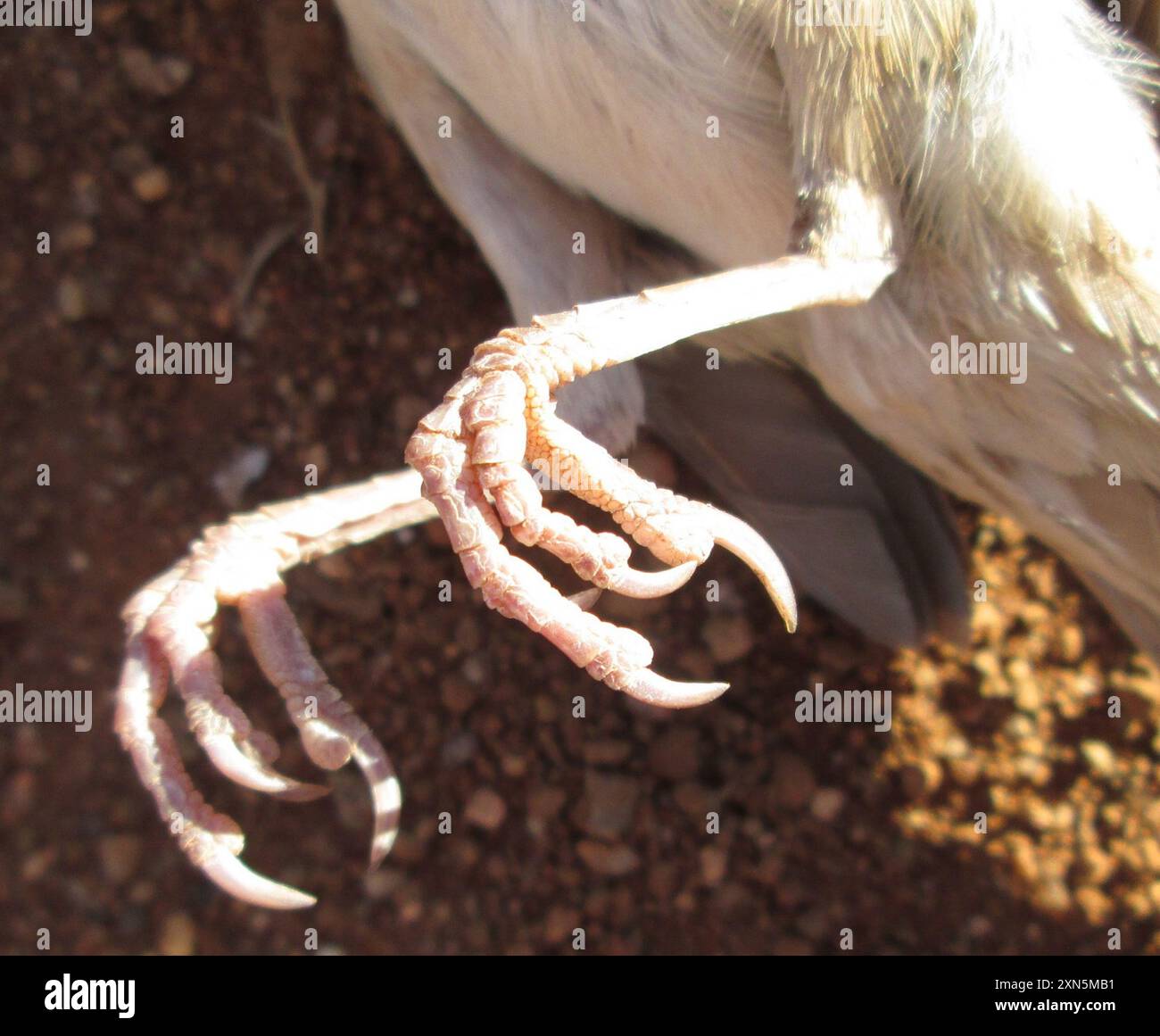 Echte Spatzen (Passer) Aves Stockfoto