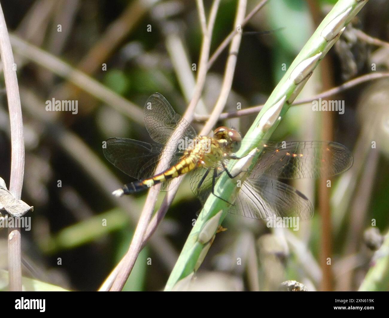 Little Blue Dragonlet (Erythrodiplax minuscula) Insecta Stockfoto