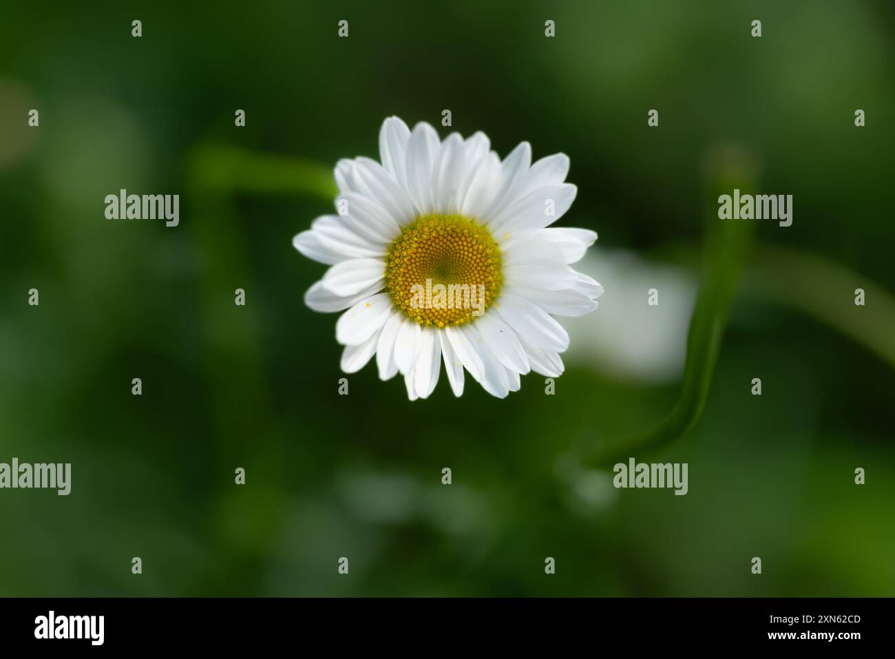 Marguerite Gänseblümchen Nahaufnahme auf einem Feld Stockfoto