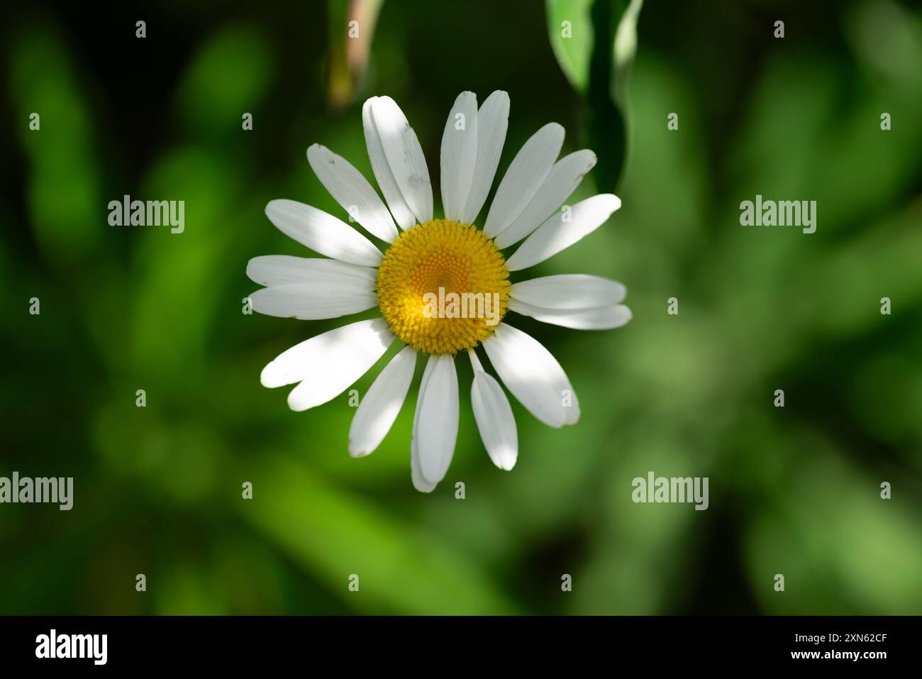 Kleine und blühende marguerite Gänseblümchen in einem Garten Stockfoto