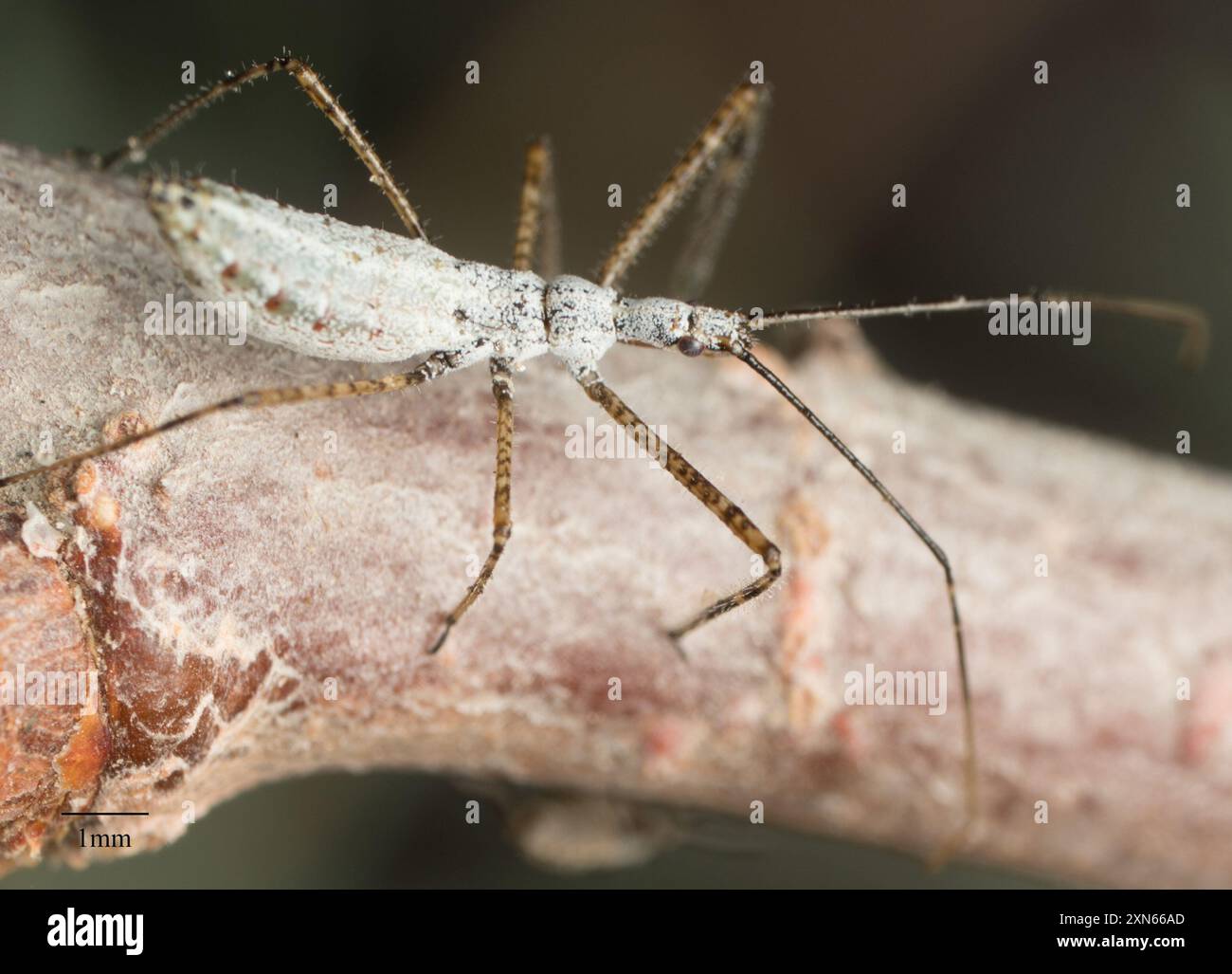 4-spornige Assassin Bug (Zelus tetracanthus) Insecta Stockfoto