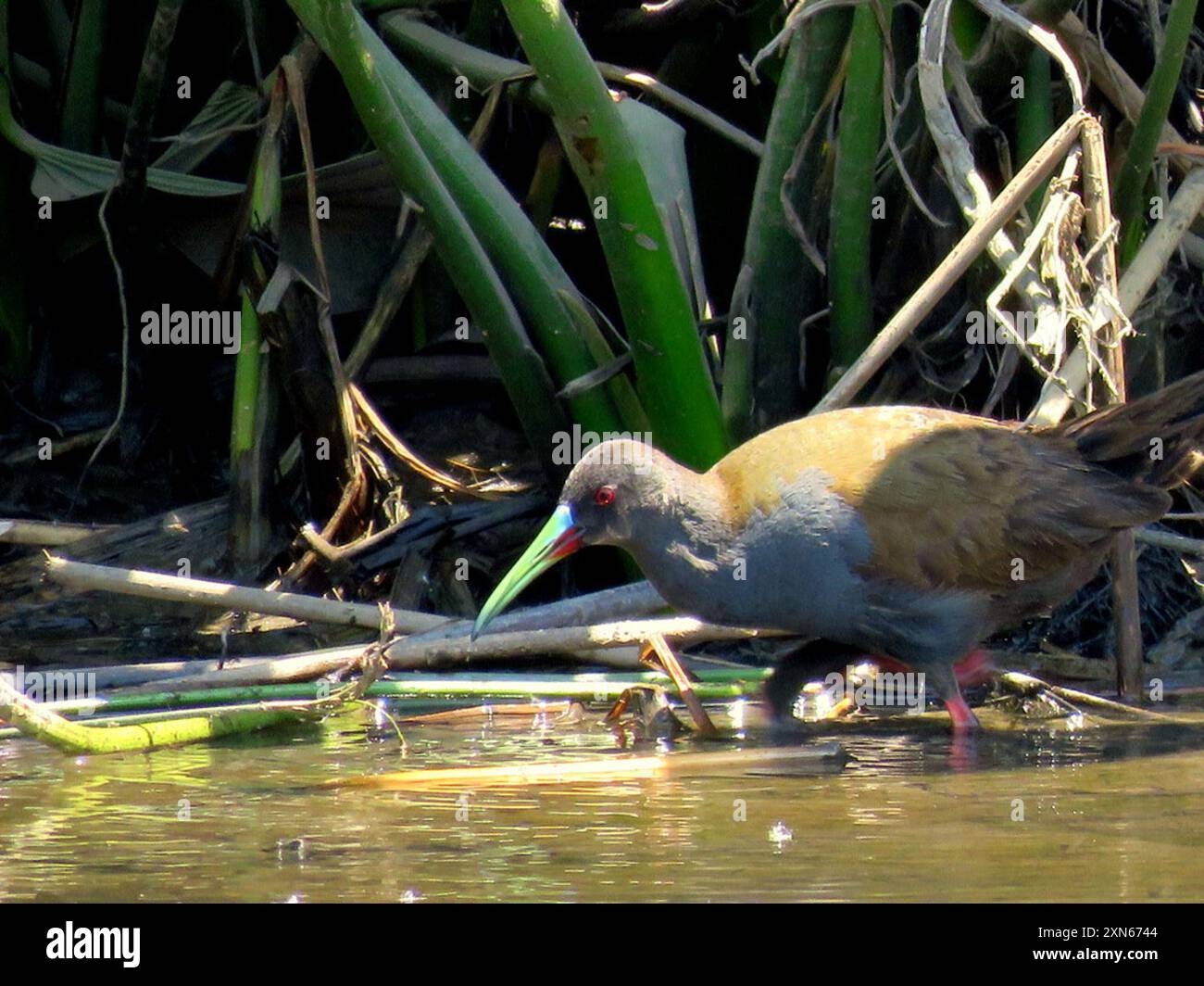 Plumbeous Rail (Pardirallus sanguinolentus) Aves Stockfoto