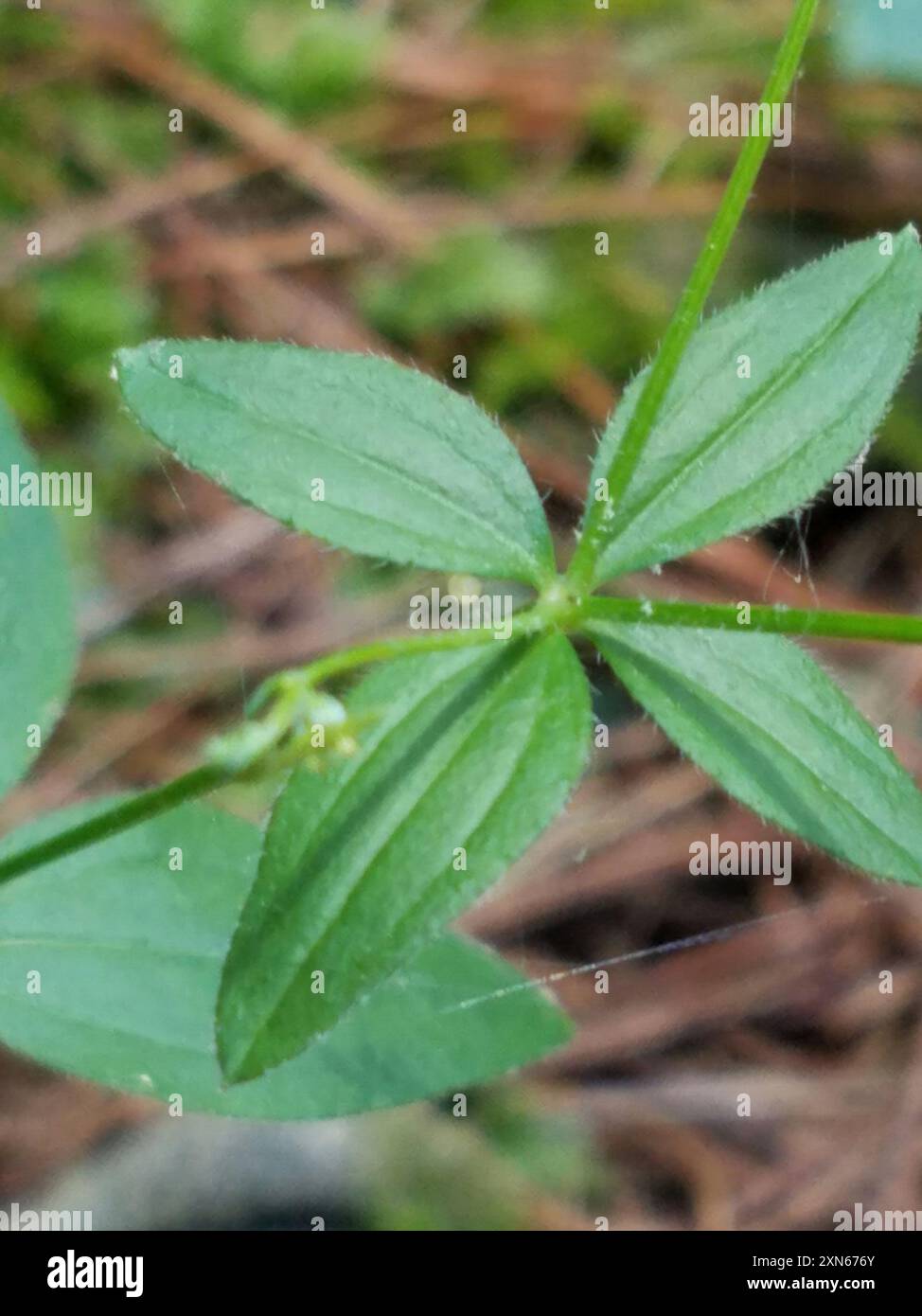 Lakritzbettstroh (Galium circaezans) Plantae Stockfoto