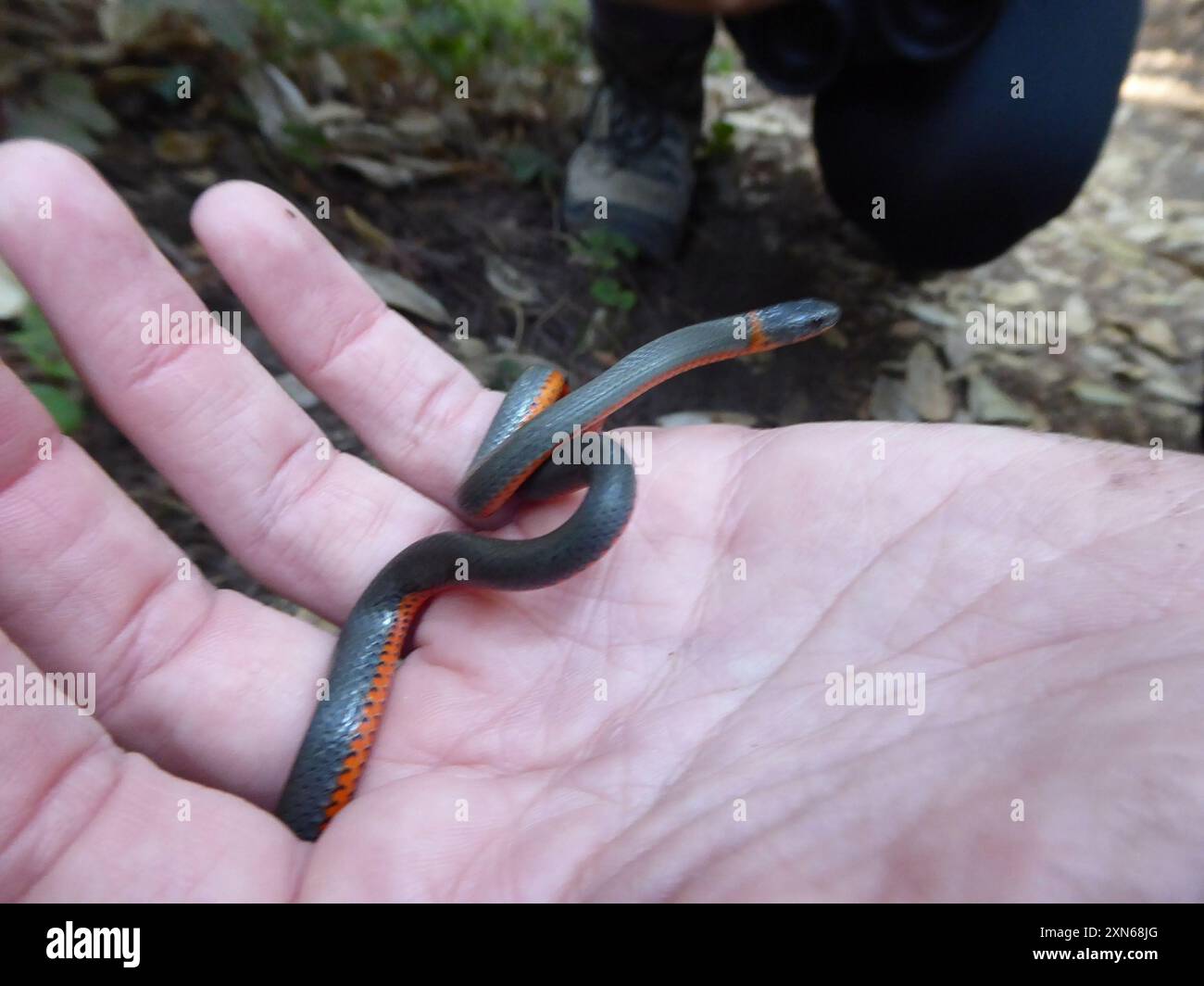 Pazifikringneck-Schlange (Diadophis punctatus amabilis) Reptilia Stockfoto