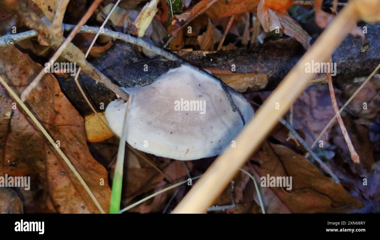 Pilze aus Polyporen (Tyromyces chioneus) des Weißkäses Stockfoto