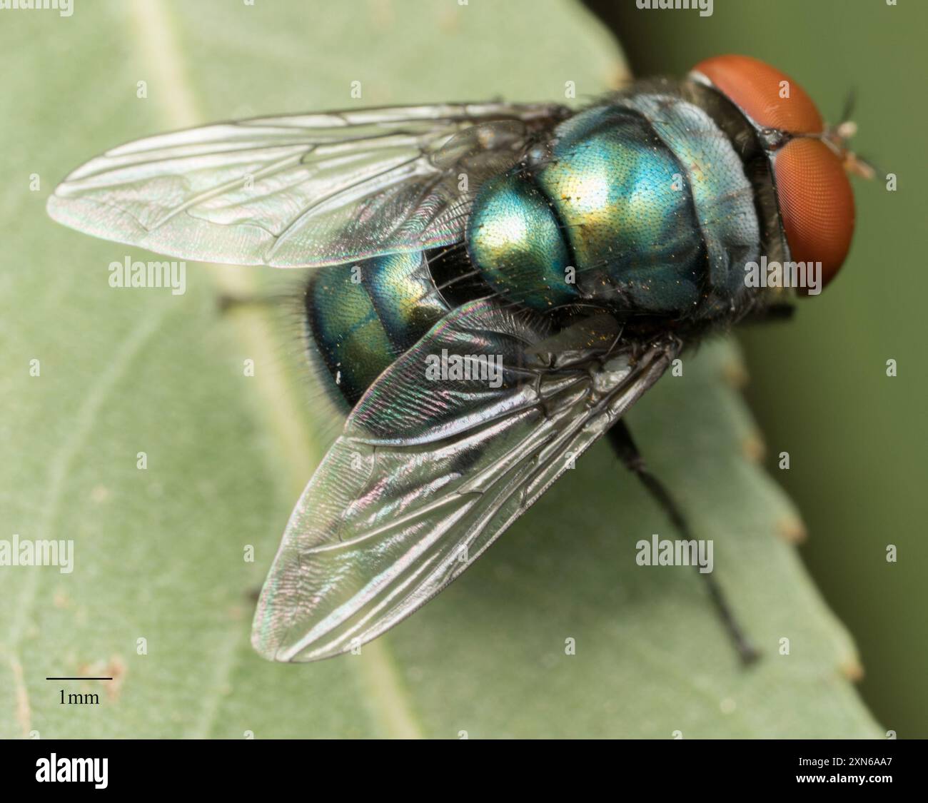 Orientalische Latrinenfliege (Chrysomya megacephala) Insecta Stockfoto