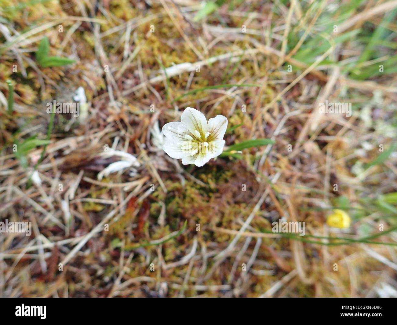 Snowdon Lily (Gagea Serotina) Plantae Stockfoto