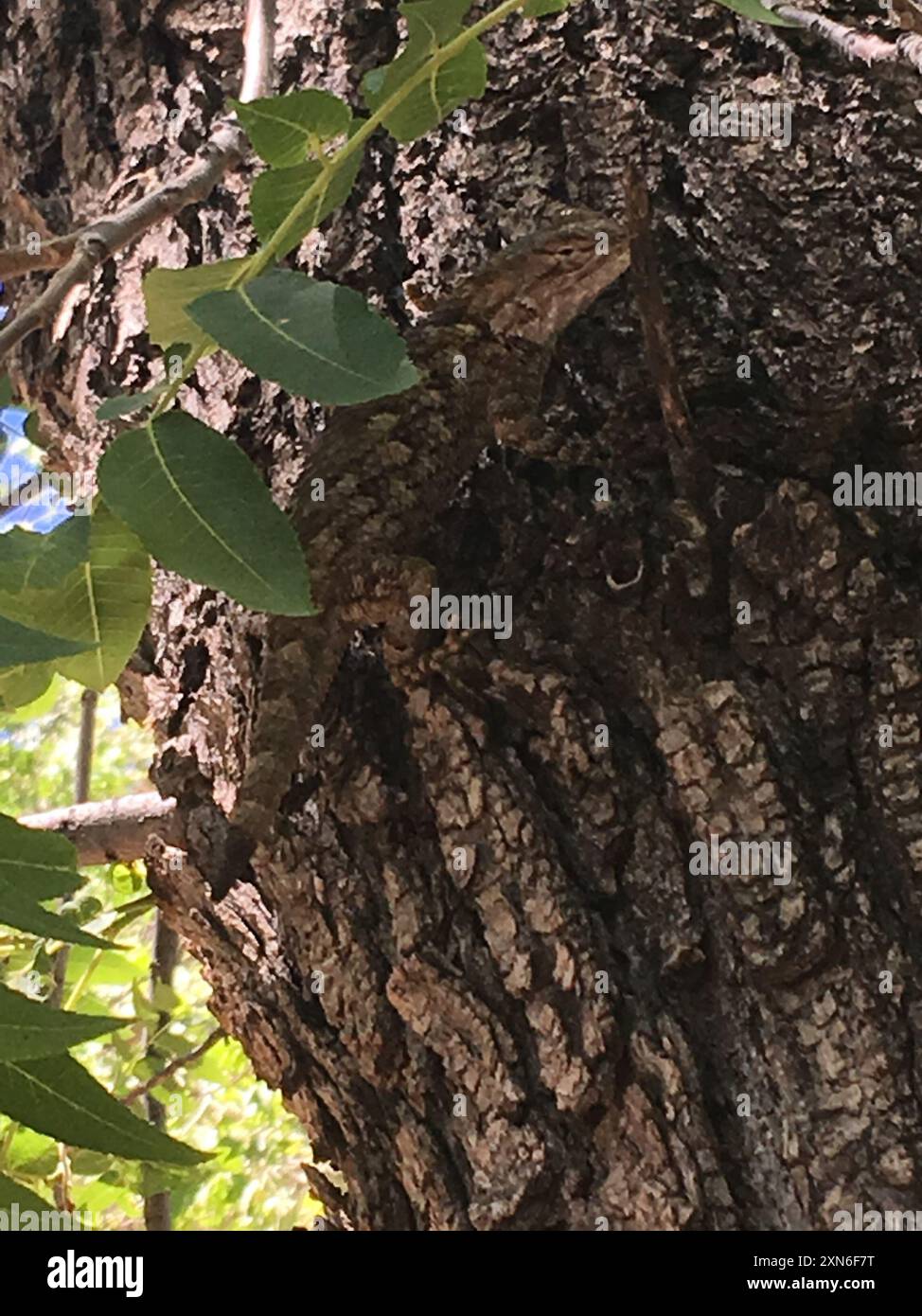 Clark's Stacheleidechse (Sceloporus clarkii) Reptilia Stockfoto