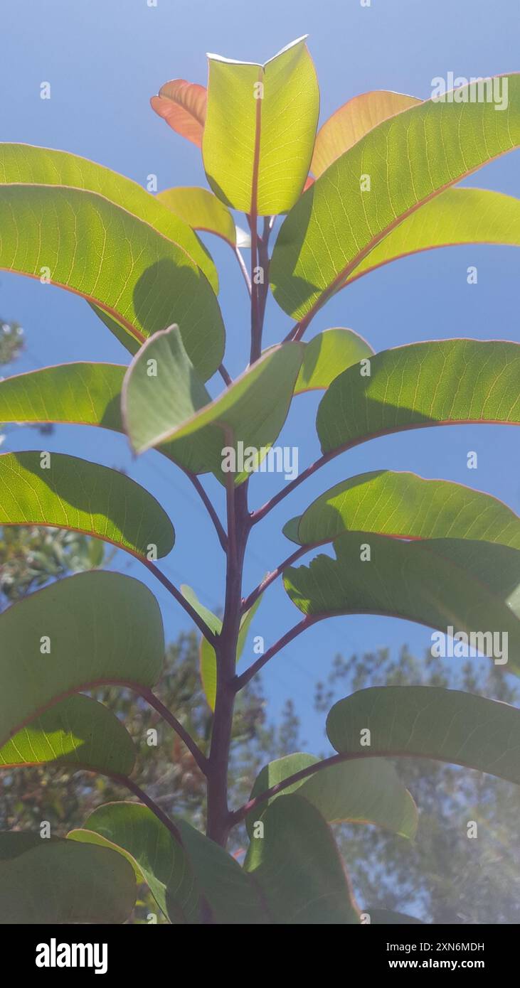 laurel Sumac (Malosma laurina) Plantae Stockfoto