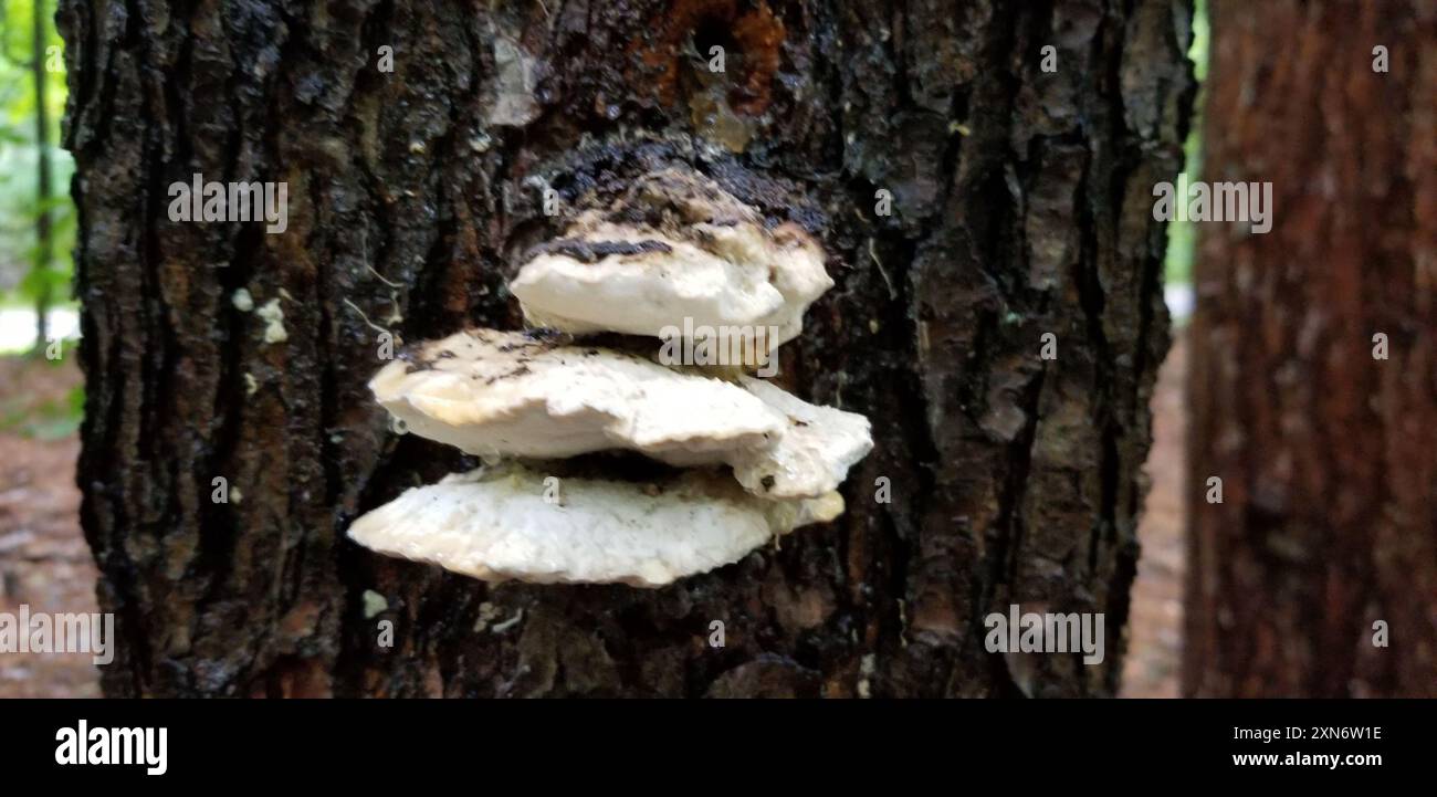 Pilze aus Polyporen (Tyromyces chioneus) des Weißkäses Stockfoto